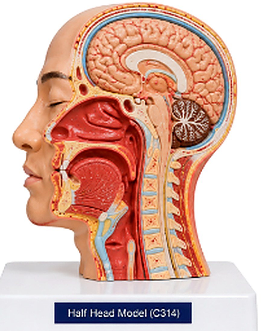 Half Head Model (C314) - The Half Head Model (C314) is a life-size anatomical model designed to demonstrate the internal structures of the human head and neck through a midsagittal section. It provides a clear view of the brain, nasal cavity, oral cavity, pharynx, larynx, and cervical vertebrae, making it an excellent educational tool for understanding the anatomy of the head and upper respiratory tract.