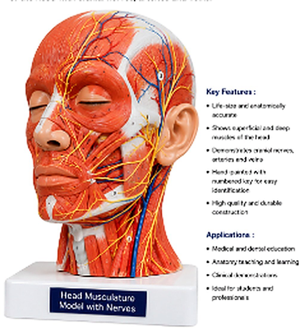 Head Musculature Model with Nerves - The Head Musculature Model with Nerves is a life-size anatomical model designed to provide a detailed view of the superficial and deep muscles of the head along with the major cranial nerves, arteries, and veins.