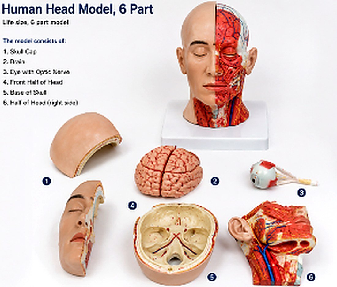 Human Head Model, 6 part – It is a life-size anatomical model designed to provide a comprehensive understanding of the internal and external structures of the human head. The model can be disassembled into six removable parts, allowing detailed examination of the brain, skull, nasal cavity, oral cavity, and other key anatomical structures.