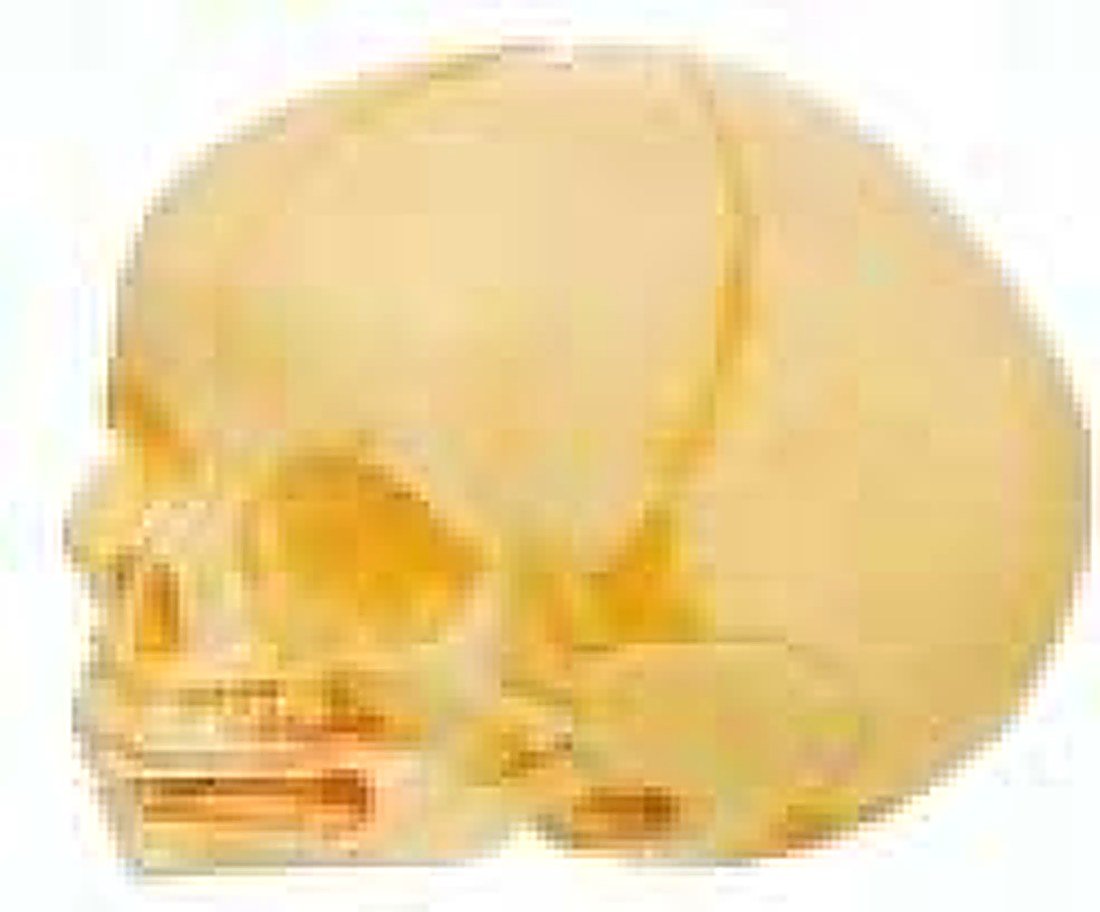 INFANT SKULL MODEL(IMPORTED)- Be separated