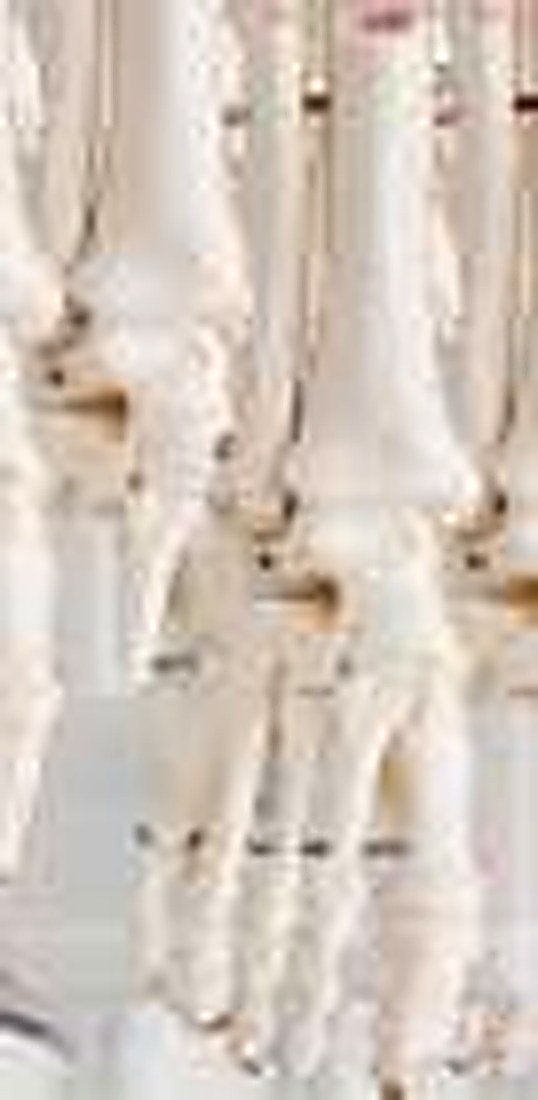 FOOT JOINT (IMPORTED) - Demonstrate all the foot functionality and the external anatomical structures. Made of PVC plastic, life size, on stand. Size: 12x22x27CM.