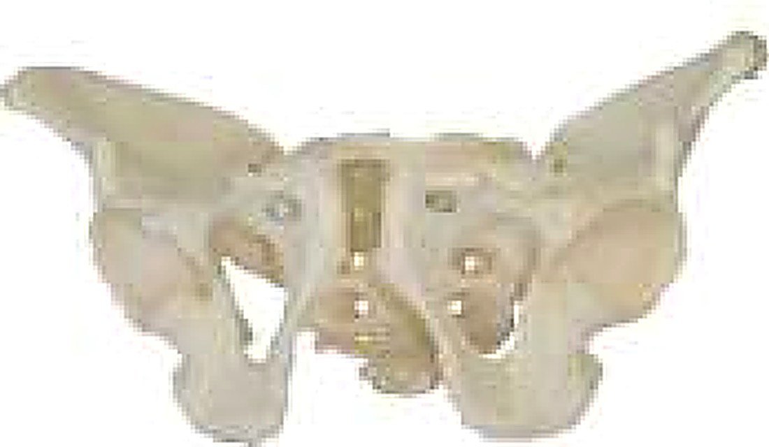 ADULT MALE PELVIS (IMPORTED) - The size of