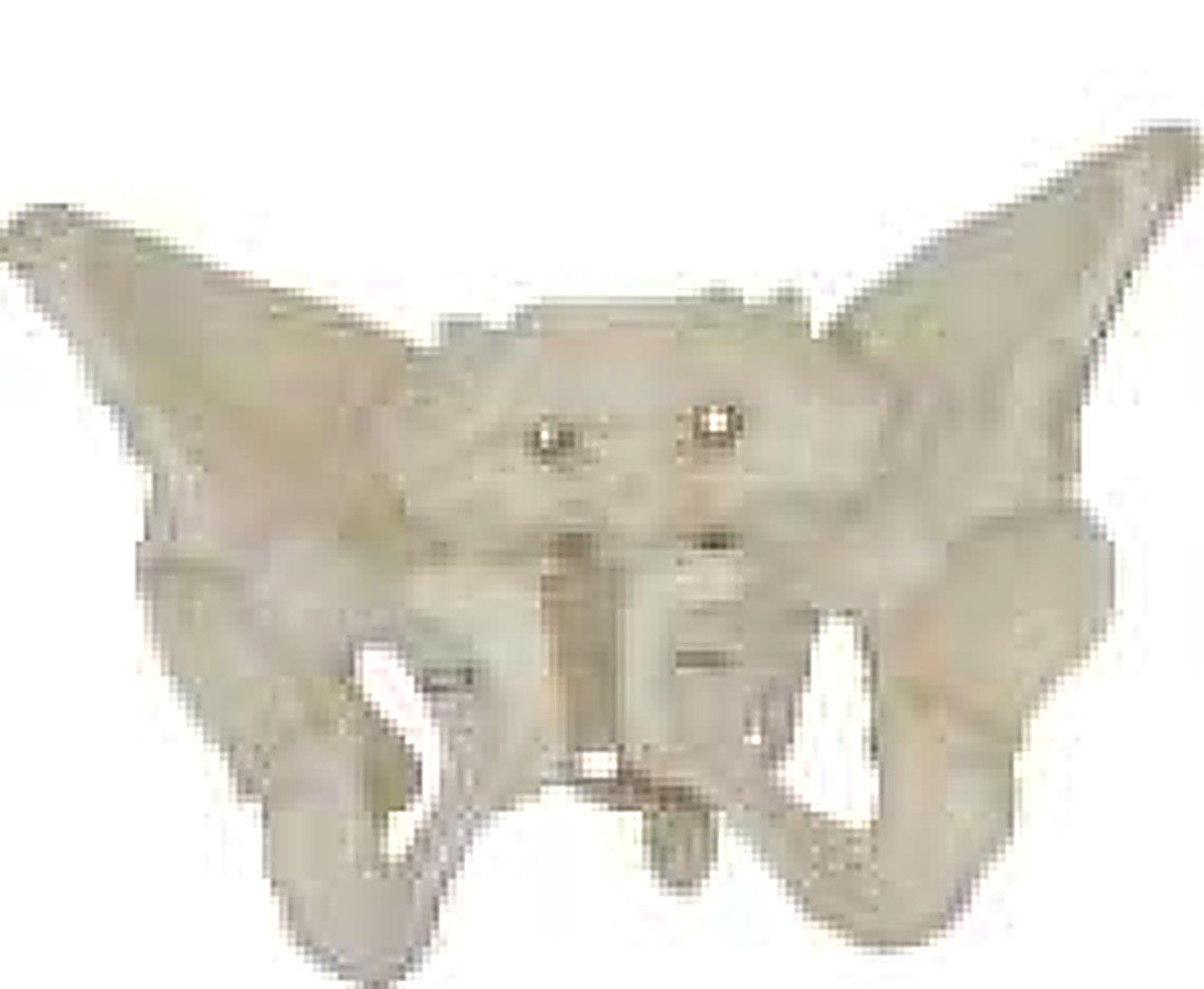 ADULT FEMALE PELVIS (IMPORTED) - The size of