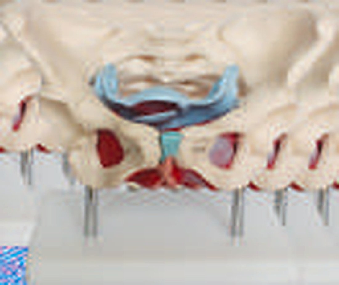 ADULT FEMALE PELVIS WITH MUSCLES AND