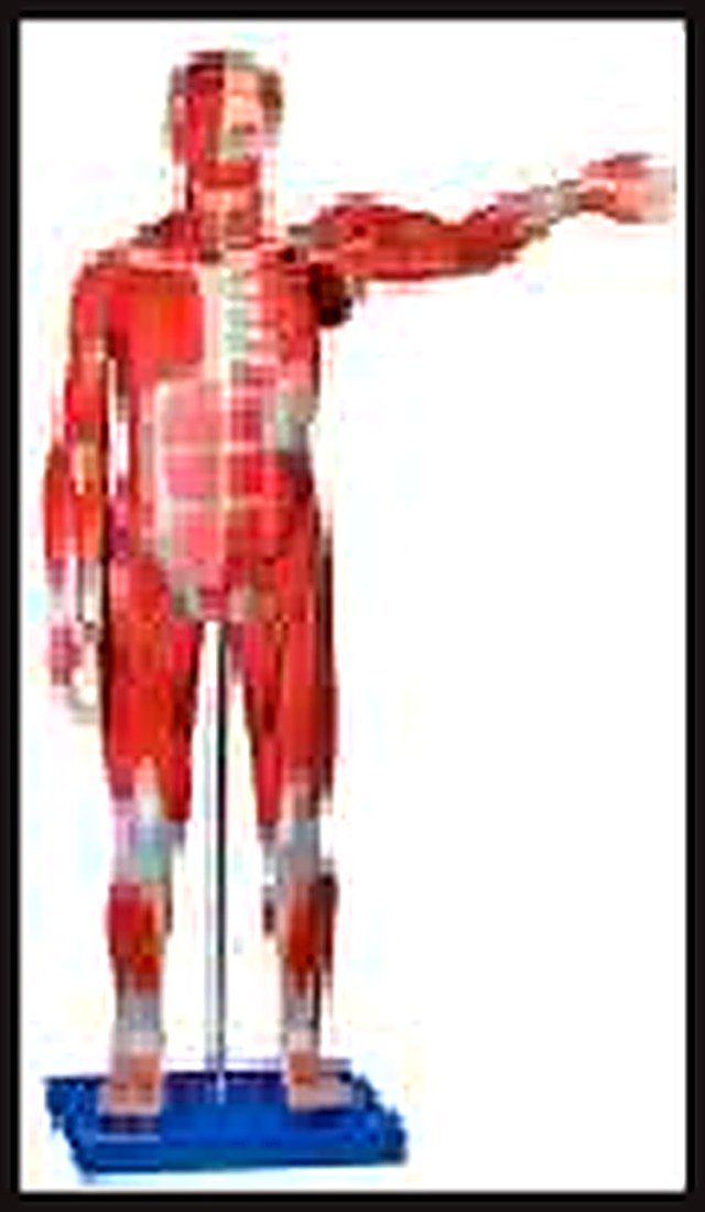 MALE MUSCULAR FIGURE 78 CM (IMPORTED)-