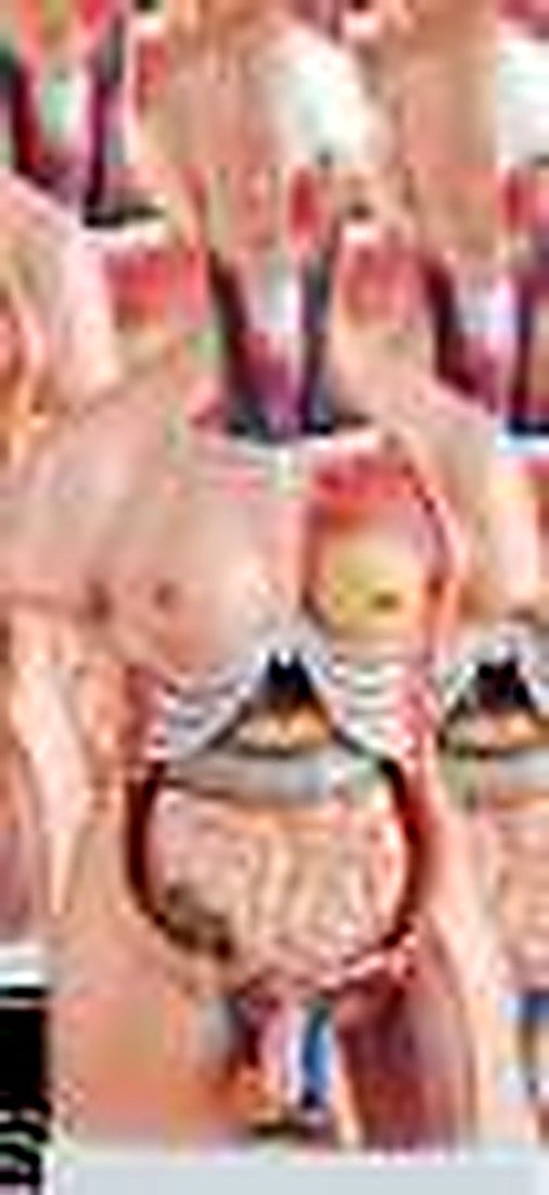 HUMAN TORSO 23 PART 85 CM (IMPORTED) -