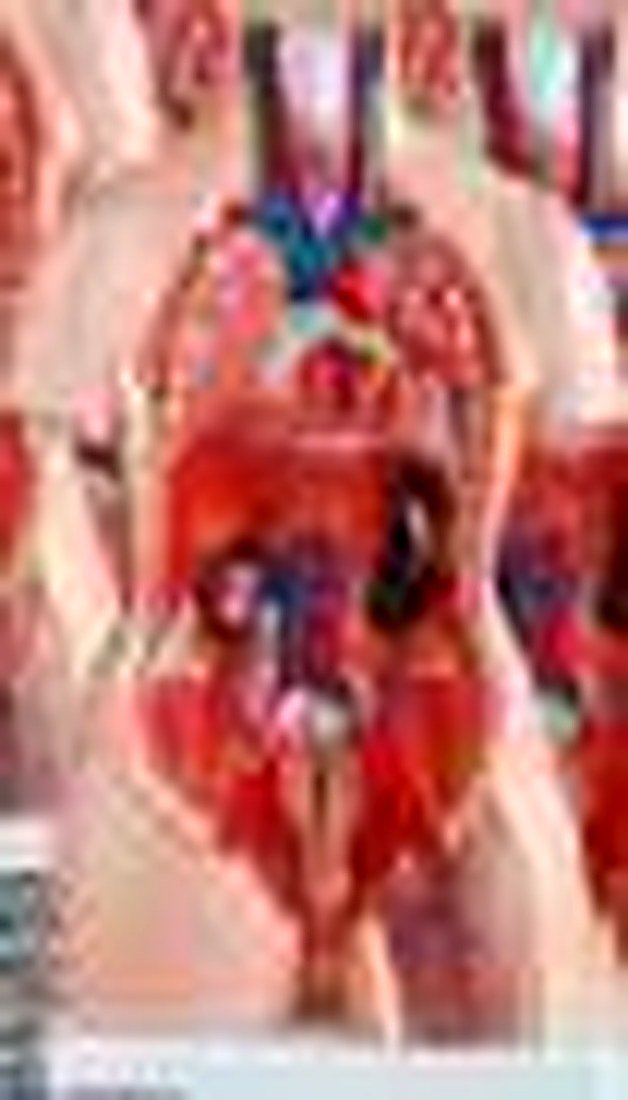 HUMAN TORSO 23 PART 85 CM (IMPORTED) - alternate view