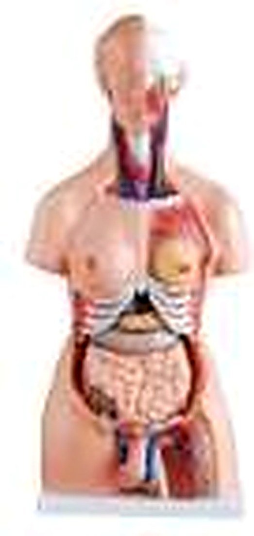 HUMAN TORSO 23 PART 85 CM (IMPORTED)