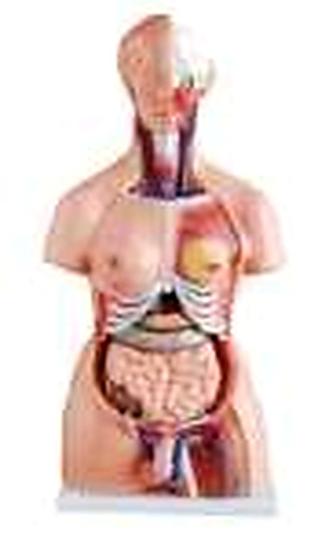 HUMAN TORSO 23 PART 85 CM (IMPORTED) alternate view