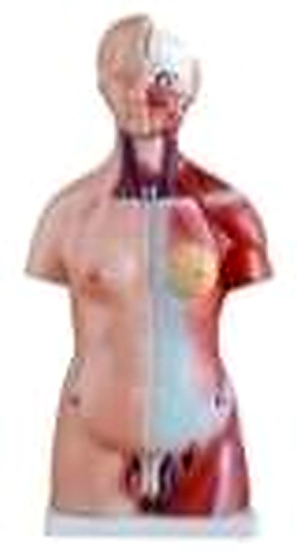 TORSO 50 CM (IMPORTED) - Same as above but with male reproductive orgens