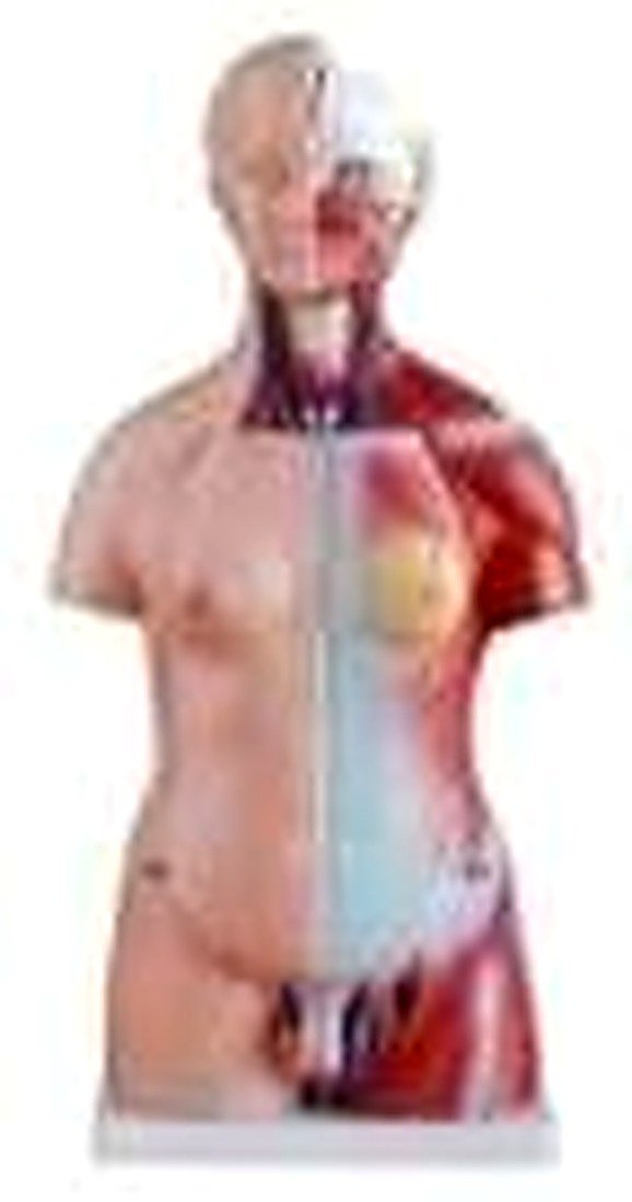 TORSO 50 CM (IMPORTED) - Same as above but with female reproductive orgens