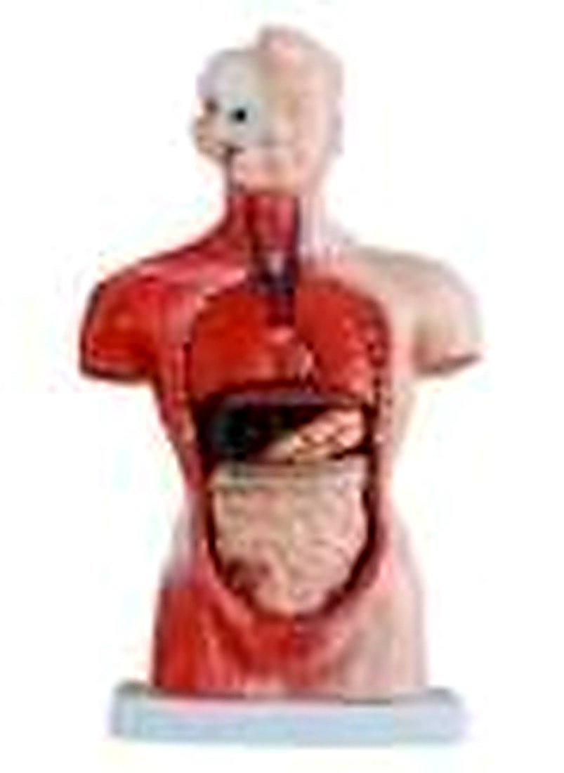 HUMAN TORSO 15 PART 26 CM (IMPORTED) -