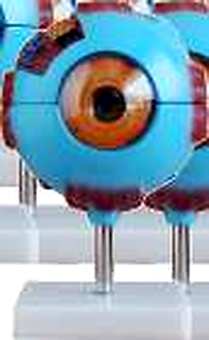 GIANT EYE MODEL (IMPORTED) - The different parts of the eyeball model are detachable to show the differnet structures. 6 times enlarged. On stand. (Equivalent Model No.XC-316)