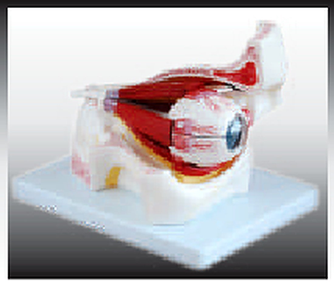 EYE WITH ORBIT (IMPORTED) - The model shows the eyeball with optic nerves and muscles in its natural position in the bony orbit. Dissectible into 10 parts, 3 times enlarged.
