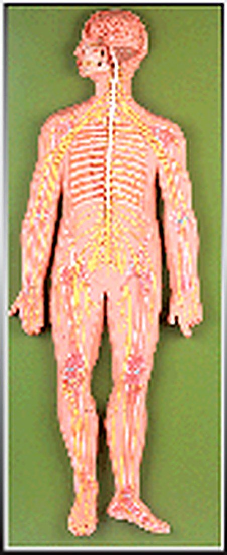 NERVOUS SYSTEM MODEL (IMPORTED) - The