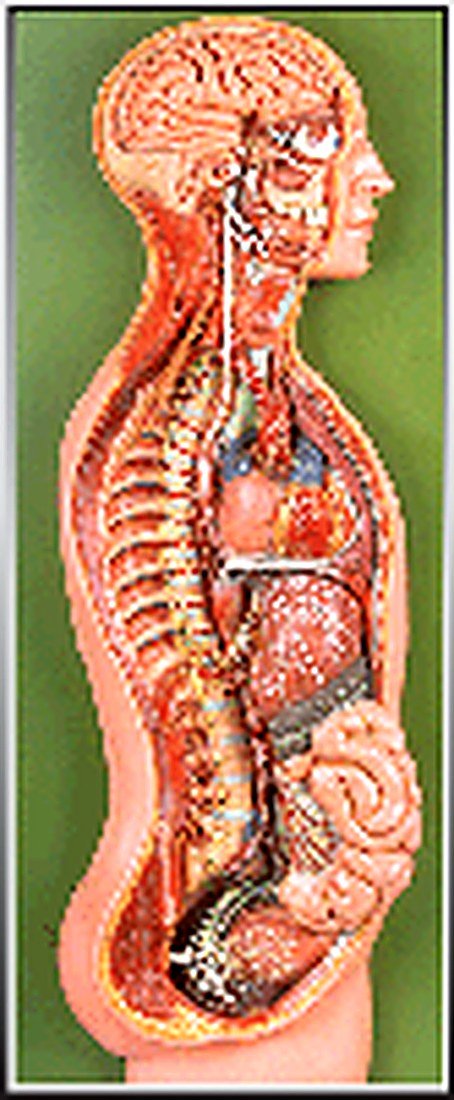 SYMPHETIC SYSTEM MODEL (IMPORTED) - This