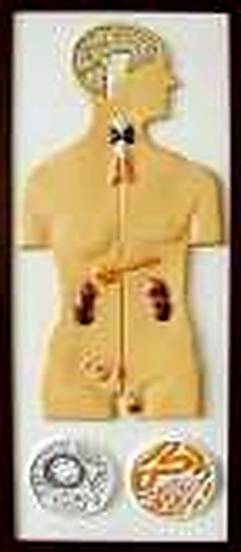 RELIEF MODEL OF HUMAN INCRETION SYSTEM - (IMPORTED)