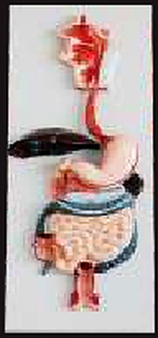 DIGESTIVE SYSTEM MODEL (IMPORTED) - This