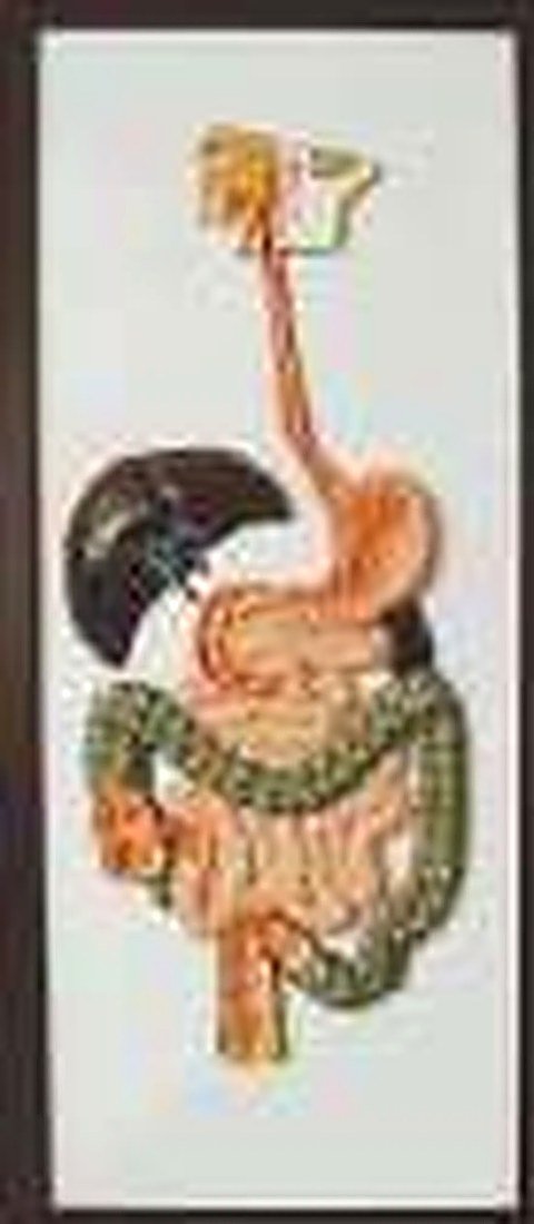 RELIEF MODEL OF HUMA DIGESTIVE SYSTEM (IMPORTED)