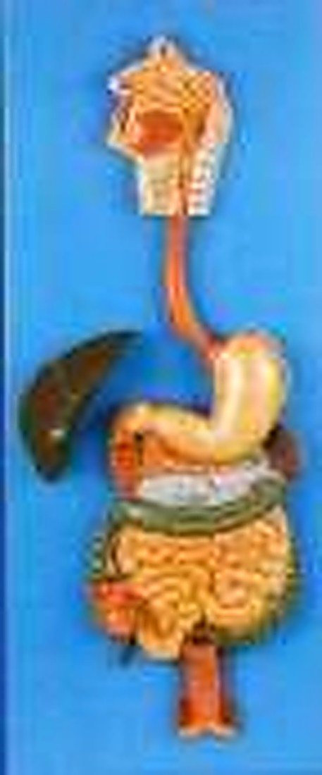 DIGESTIVE SYSTEM MODEL (IMPORTED) - The